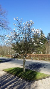 Magnolia kobus
