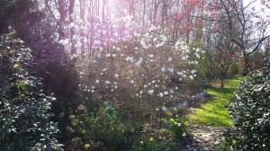 Magnolia stellata busk
