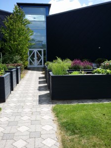 Krydderurter i højbede