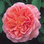 Rosa 'Abraham Darby'
