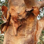 Acer griseum