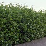 Alnus glutinosa / rødel