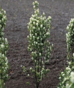 Amelanchier alnifolia 'Obelisk'