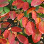 Amelanchier canadensis efterårsfarver