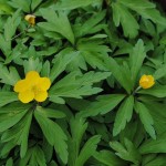Anemone ranunculoides