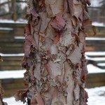 Betula nigra