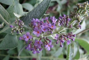 Buddleia davidii 'Lochinch'