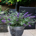 Buddleja Free PetiteR - Blue Heaven