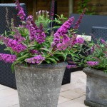Buddleja Free Petite® - Tutti Fruitt