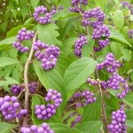 Callicarpa bodinieri 'Profusion' bær er meget iøjefaldende i oktober - november