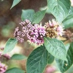 Callicarpa bodinieri 'Profusion', blomsterne er dekorative, men sidder ofte lidt hengemt bag bladene