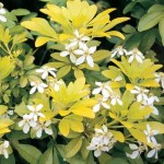 Choisya ternata Sundance