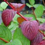 Cornus alba
