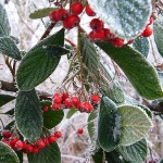 CotoneasterLacteus