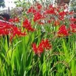 Crocrosmia