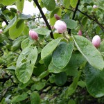 Cydonia oblonga er et smukt syn i det tidlige forår. De får større og flottere blomster end de fleste andre frugttræer