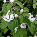 Cydonia oblonga er et hårdfør træ, der blomstrer flittigt