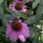 Echinacea purpurea 'Magnus'