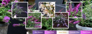 Hele Free Petite® Buddleja serien