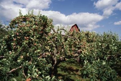 Frugttræ uden topskud