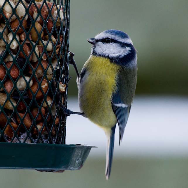 Bluetit on birdfeeder