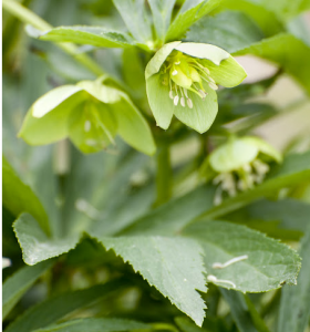 Helleborus viridis