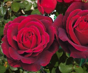 Hybrid_te_rose_Fløjlsrød Hybrid_te_rose_Fløjlsrød