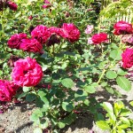 Roserne har blomstret flot, men de har ikke vokset meget i år