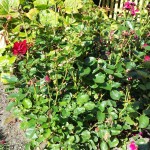 Afblomstrede roser. Heldigvis kun midlertidigt. Når visne blomster ikke fjernes løbende, får man en periode uden blomster.