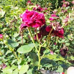 Klip et stykke under de faldende blomst / blomsterklase