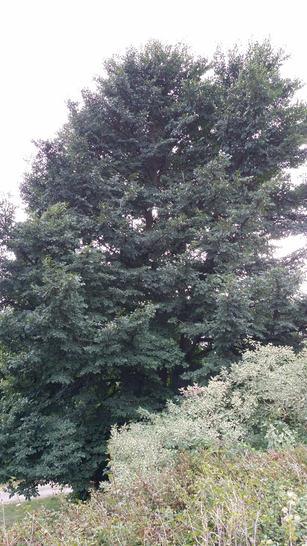 Gammel kork-elm