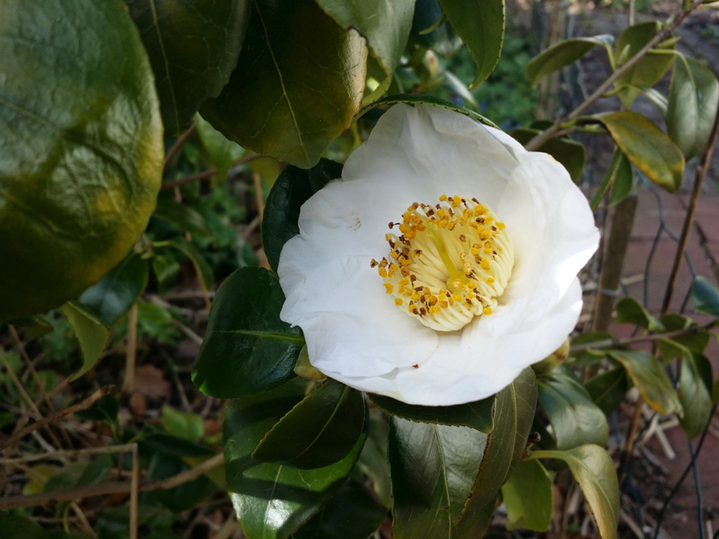 Camellia japonica alba simplex