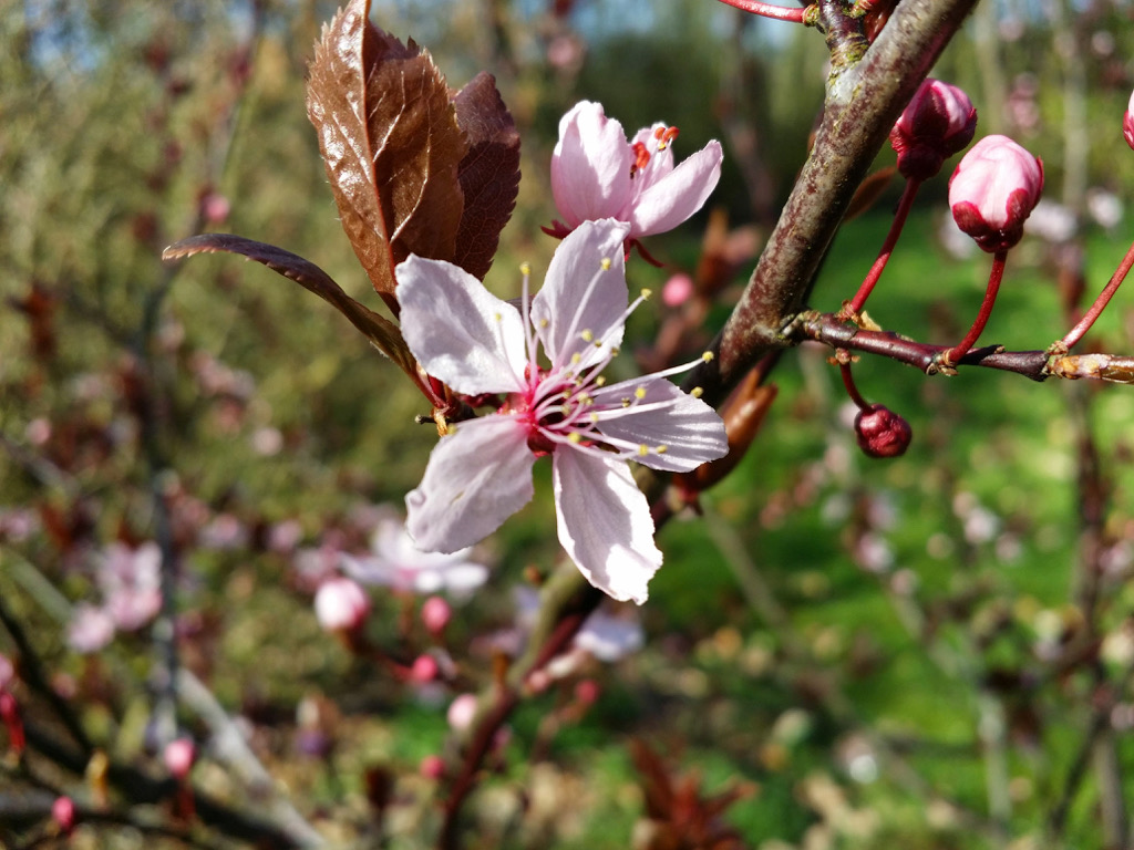 Prunus cerasifera nigra