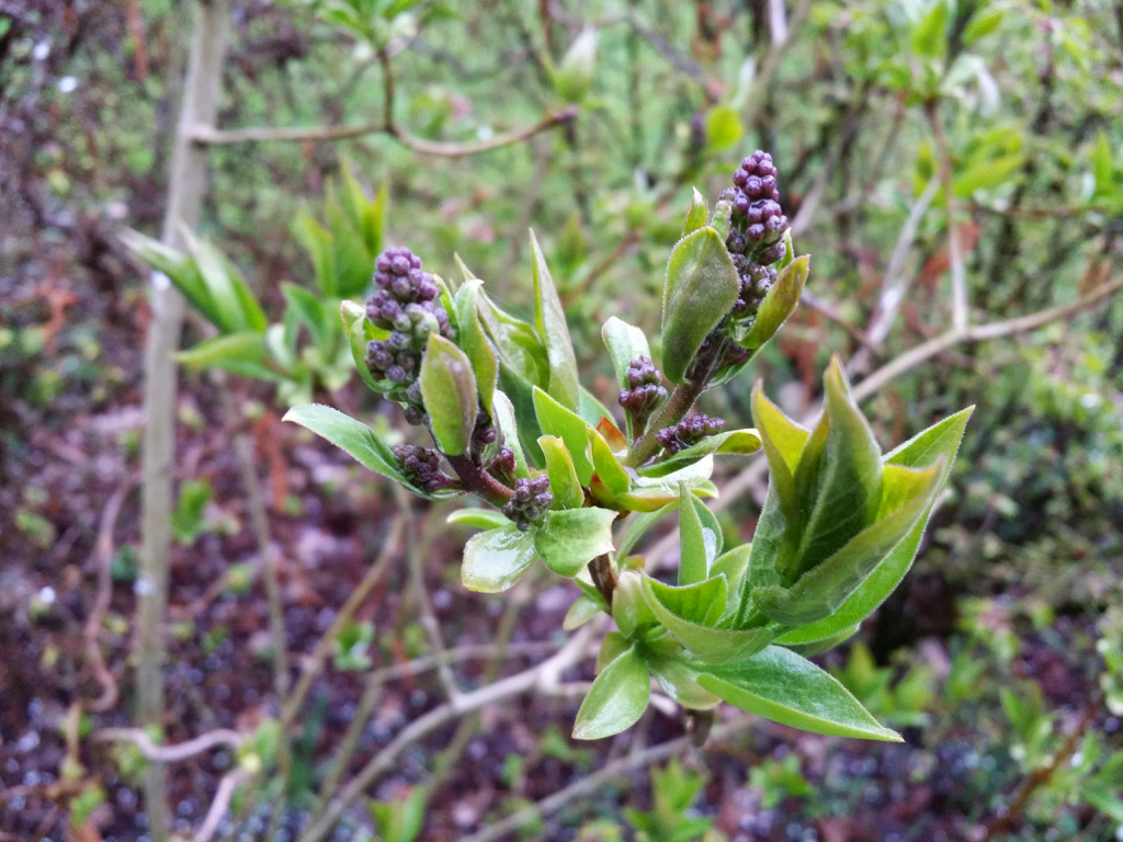 Syringa vulgaris