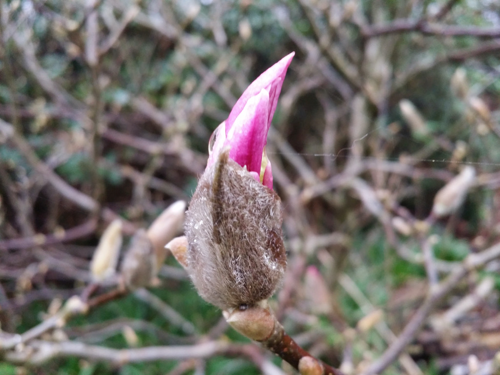 Magnolia liliiflora 'Susan'