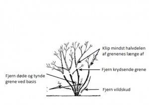 Klip roserne rigtigt