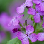 Lunaria