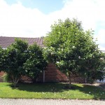 Magnolia soulangeana busk