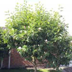Magnolia soulangeana