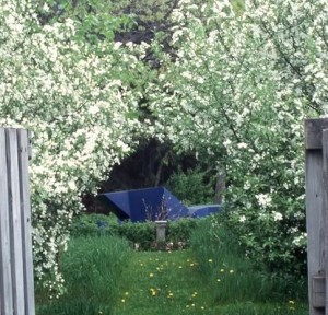 Malus sargentii busk Malus sargentii busk