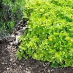 Origanum vul. 'Aureum'