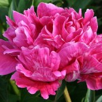 Paeonia lactiflora 'Claire Dubois'