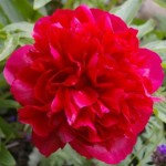 Paeonia officinalis 'Rubra Plena'