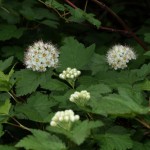 Physocarpus capitatus 'Tilden Park' får flotte let duftende blomster, der også er elsket af bierne.