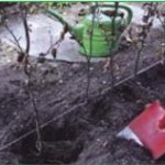 Plantning