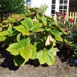 Podophyllum hexandrum, fodblad, kan på nogle måder godt minde lidt om en bronzeblad. Flotte store grønne blade med bronze aftegninger