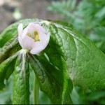 Podophyllum hexandrum blomst viser sig i maj måned