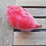 Podophyllum hexandrum, frugten en tidlig morgen. En flot frugt som man dog ikke spiser sig mær i!