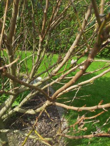 Prunus lusitanica `Angustifolia' Portugisisk Kirsebær