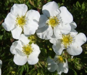 Potentilla fru. 'Abbotswood'